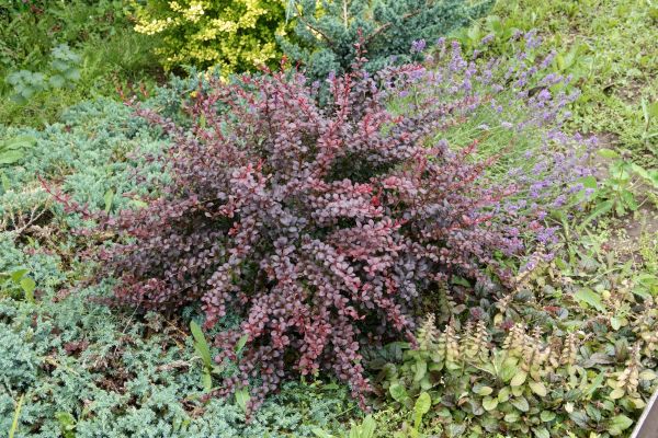 Japanese Barberry Removal in Vallejo