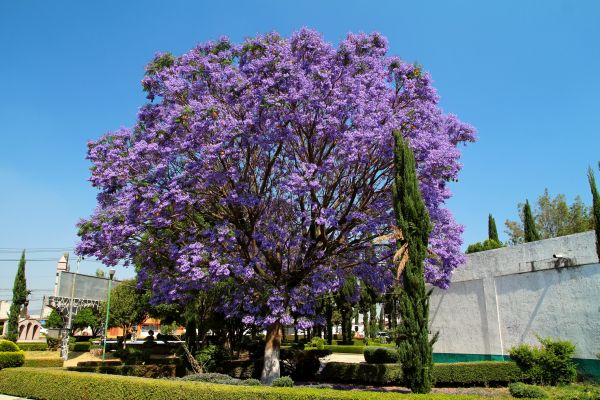 Jacaranda Pruning in Vallejo