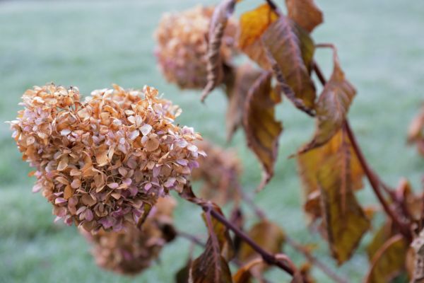 Hydrangea Removal in Vallejo