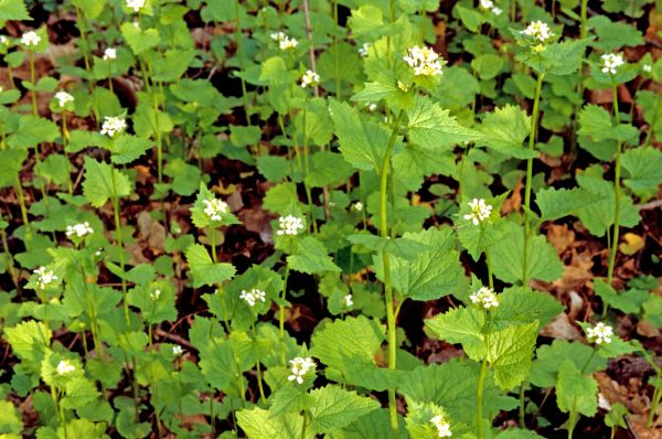 Garlic Mustard Removal in Vallejo
