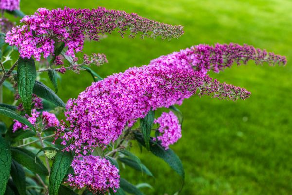 Butterfly Bush Removal in Vallejo