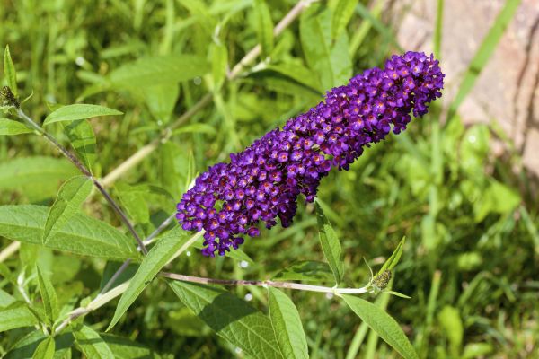Butterfly Bush Pruning in Vallejo