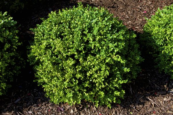 Boxwood Removal in Vallejo