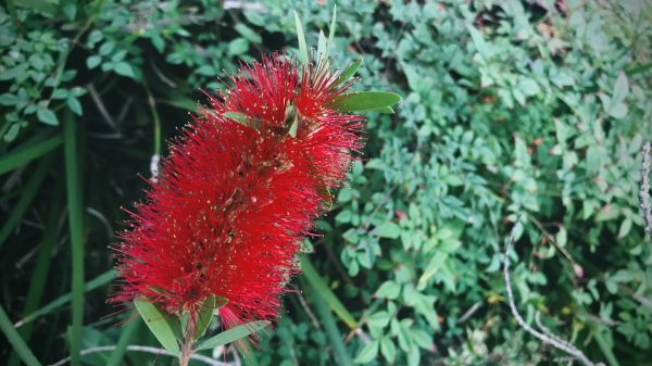 Bottlebrush Pruning in Vallejo