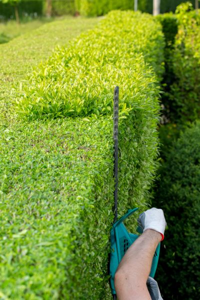 Hedge Trimming in Vallejo