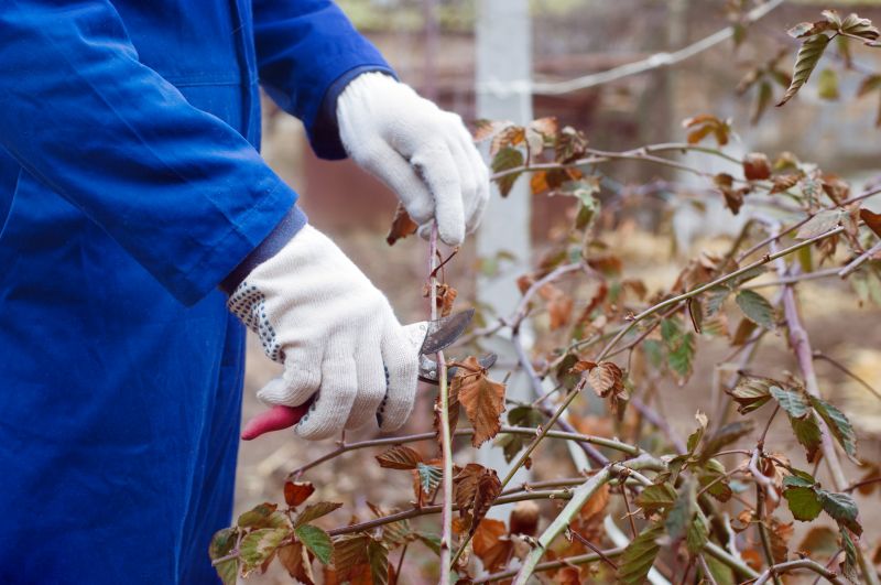 Boxwood Pruning