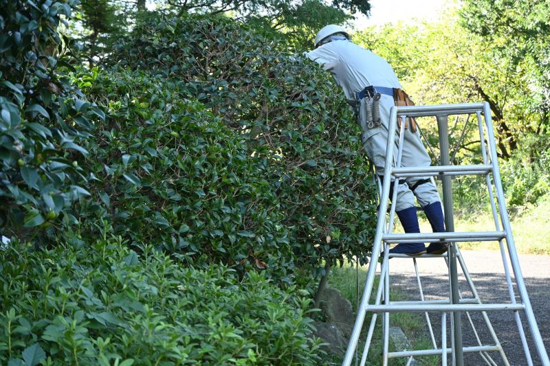 Holly Shrub Pruning