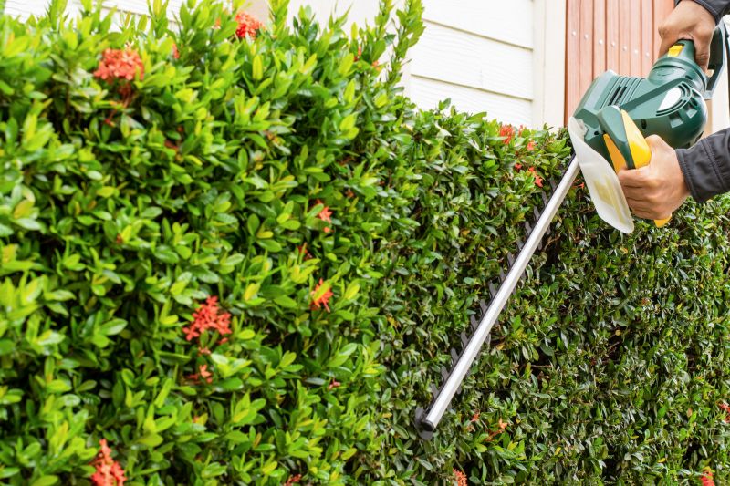 Holly Shrub Pruning