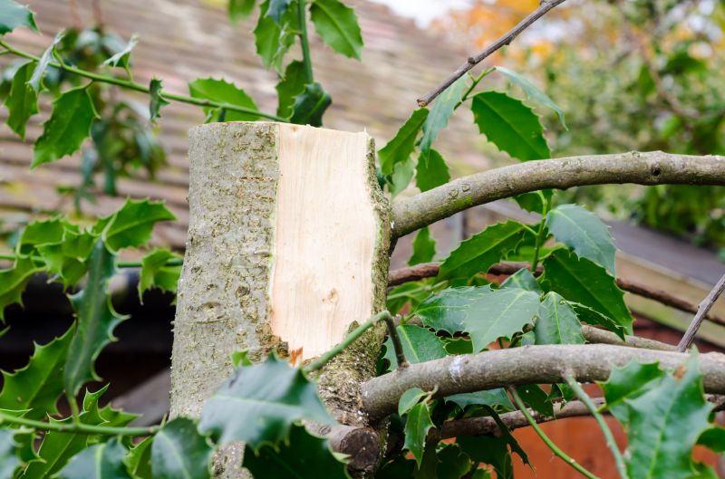 Holly Shrub Pruning