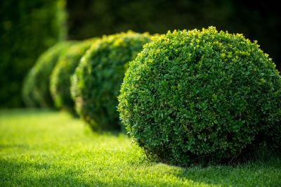 Healthy, Well-Trained Shrubs